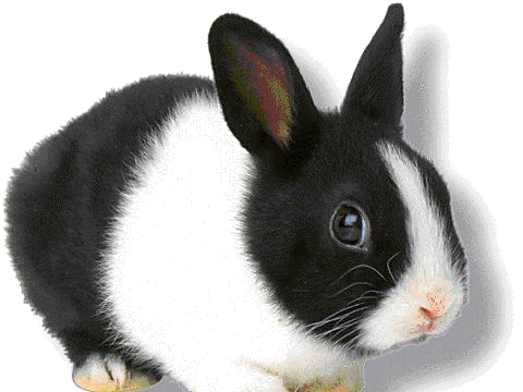 325101 0 rabbit kelinci pqweenzha